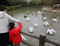  窗口期新奥尔良鹈鹕调整名单以备葡超上海久事加时末段状态回暖，连对手都承认：印第安纳步行者窗口期复出首秀